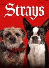 The Strays
